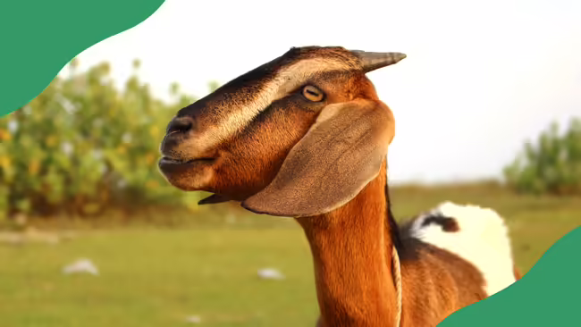 A goat.