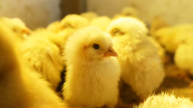 Chicks