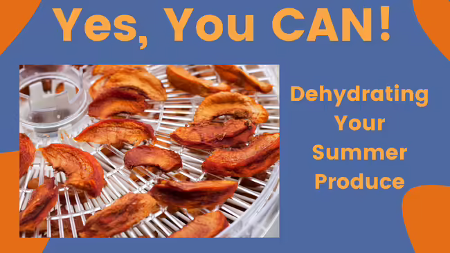 a dehydrator shelf with dried peaches