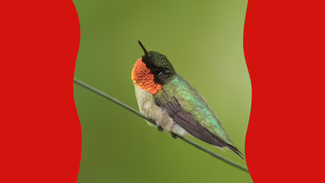 Ruby throated humming bird.