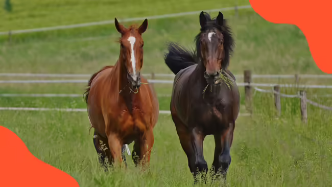 A dark brown and light brown horse in a field.