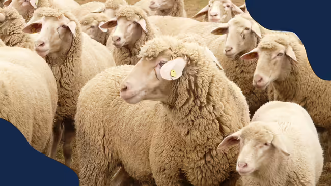 A bunch of sheep in a group.