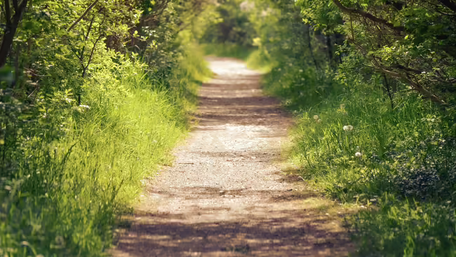 pathway in forest 