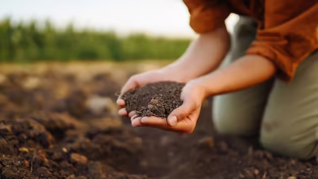 hand holding soil