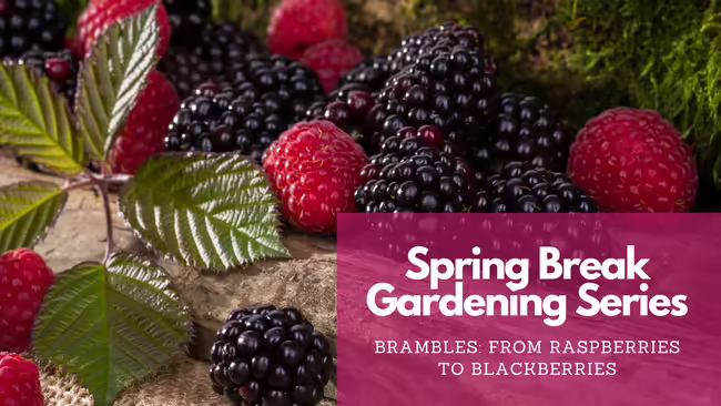 blackberries and raspberries