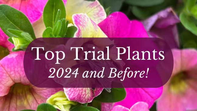 Top trial plants 2024 and before