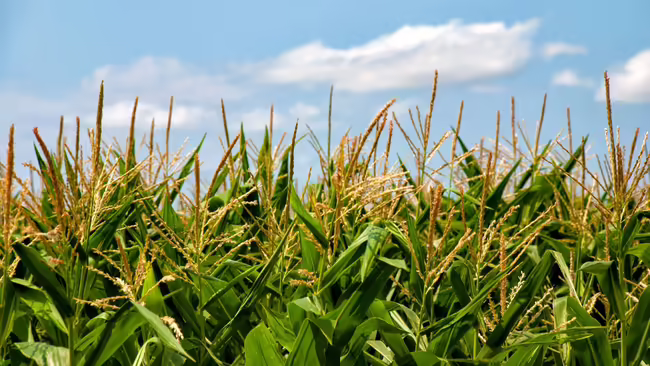 blue sunny sky with corn crops