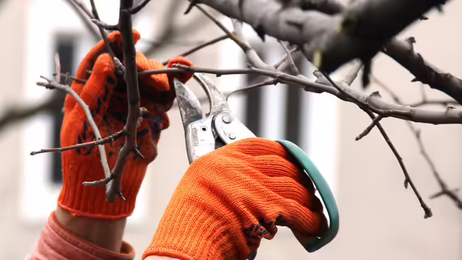 Tree Pruning