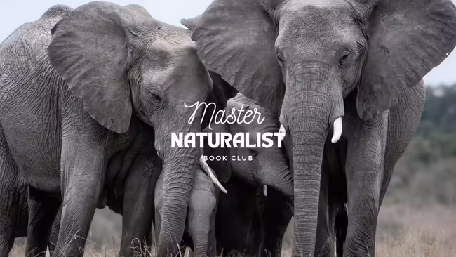 group of grey elephants