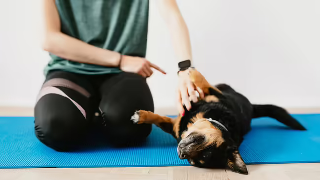 Man pointing finger at his dog. Dog rolling over.