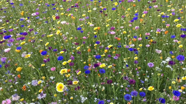 Prairie Flowers