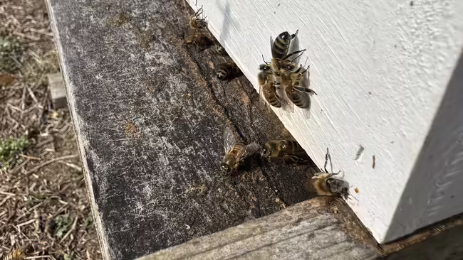 bees unsplash