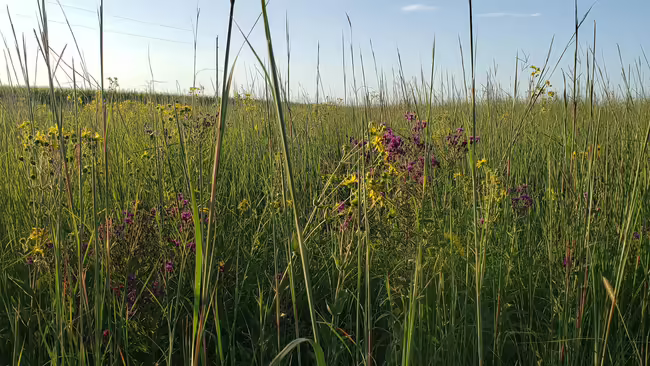 prairie in bloom
