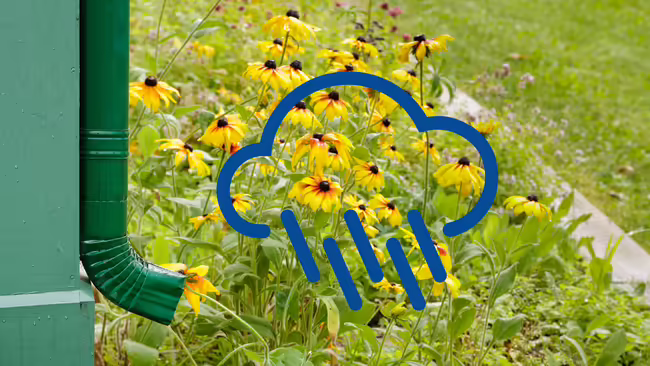 downspout with yellow flowers