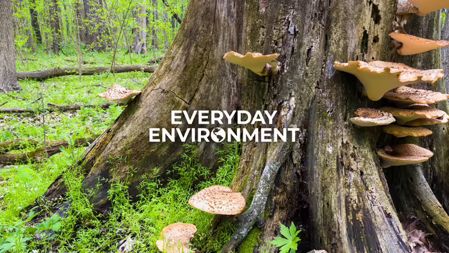 fungi growing on a tree in a forest