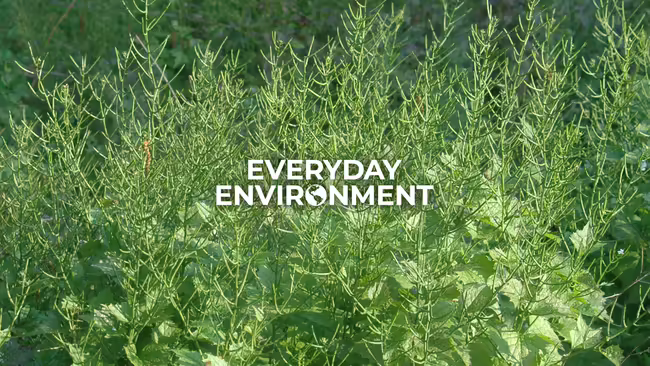 Everyday environment an outside area fully covered with garlic mustard plants