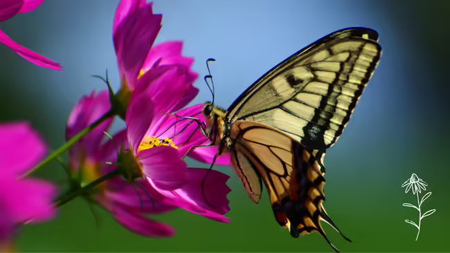 yellow and black butterfly on pink flower