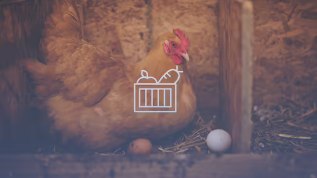 A hen in a barn with eggs under her.