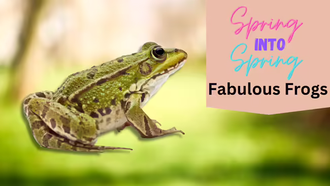 green frog on a blurred background