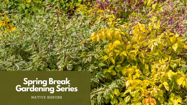 shrubs different types in a landscape setting