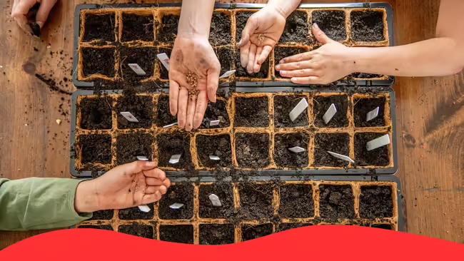 Kids planting seeds inside soil placed in seed containers.