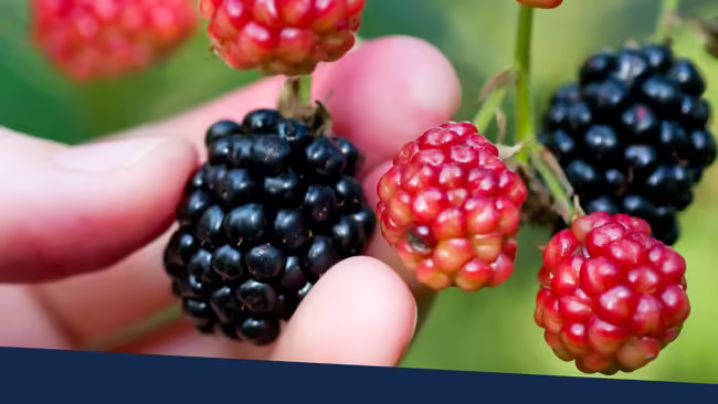 A person's hand picking a blackberry from a branch.