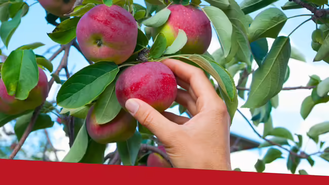 A person's hand reaching up into an apple tree and picking a red apple.