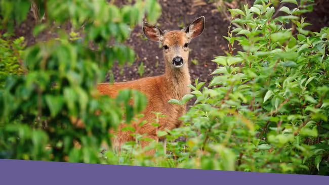 A deer peaking through green bushes and trees.