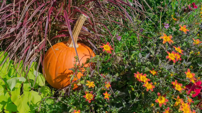 pumpkin nestled among flowers