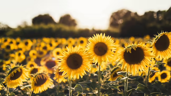 sunflower field