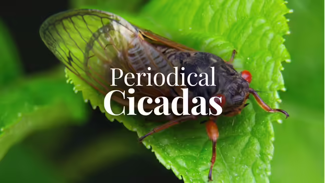 Periodical Cicadas