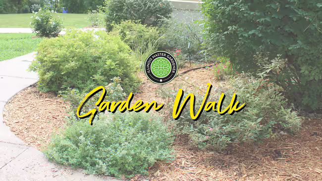 sidewalk lined with rock and shrubs