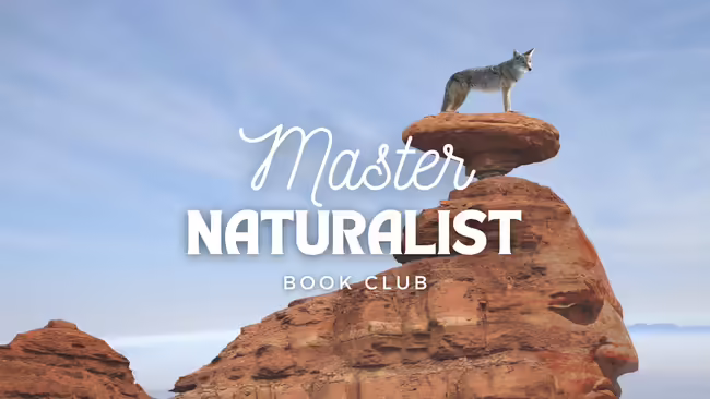 Coyote standing on top of a brown rock with blue skies in background