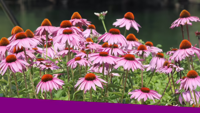 Purple cone flowers