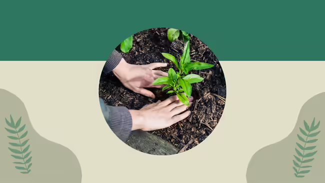 someone planting a plant