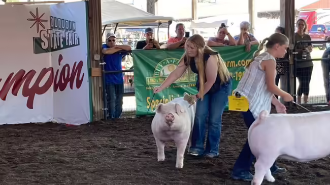 showing pig