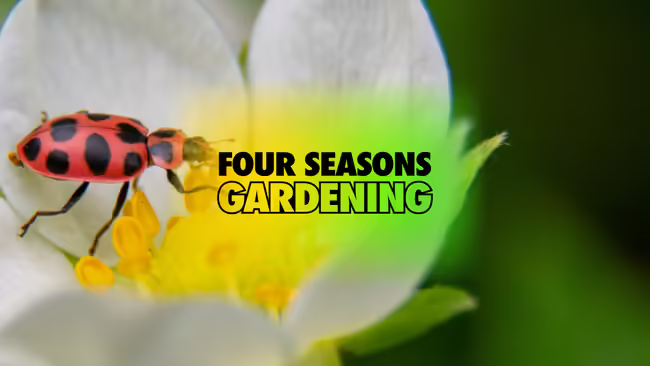 Lady beetle walking over the center of a white blooming flower.