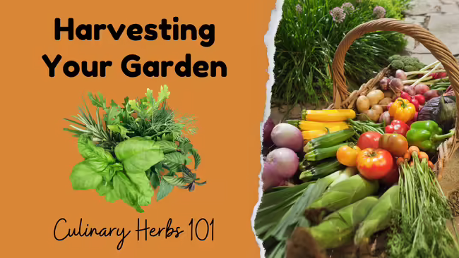 a pile of fresh herbs is on the left half of a tan/orange background. On the right half is a basket full of fresh vegetables from the garden