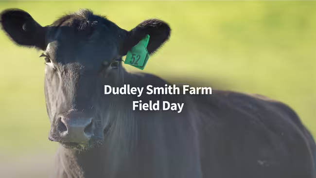 Up close black Angus cow with green pasture background.