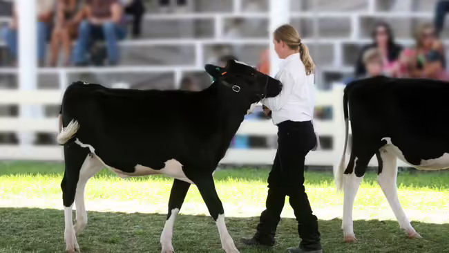 Cow and youth walking 