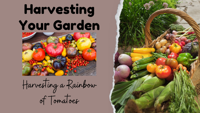 a colorful display of a variety of tomatoes in a photo on the left with a taupe background. On the right is a basket full of fresh garden vegetables