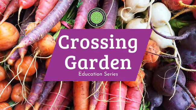 garden vegetables in a multiple of colors