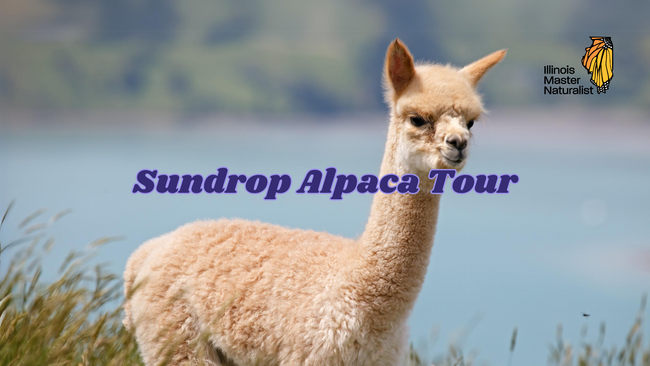 Light colored Alpaca standing in tall grass with blue water behind it.