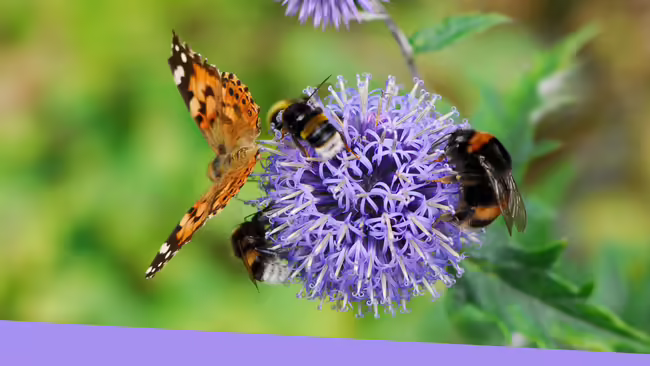 Bees and a butterfly on a purple globe thistle plant.