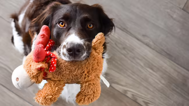 dog unsplash