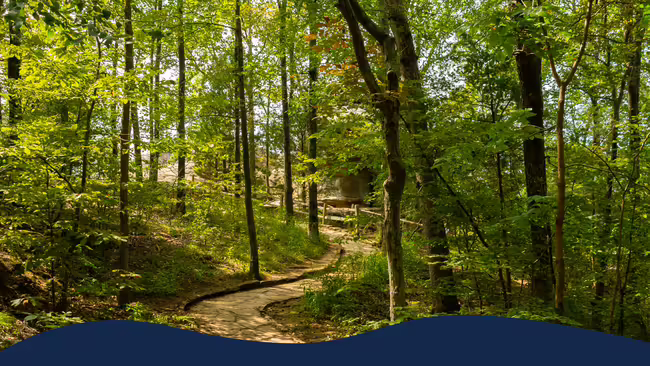 A hiking trail in a forest.