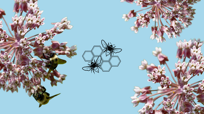Image of bees on a flower with a graphic of two bees and honeycomb in the center.