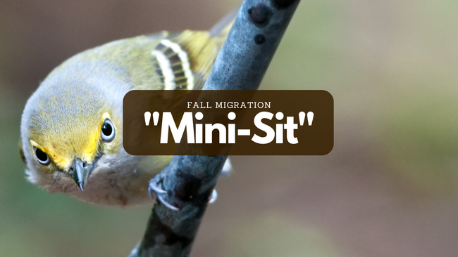 Image of a bird on a tree branch, "Fall Migration Mini Sit"