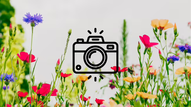 Red, purple, and yellow flowers in a field. Camera graphic in middle of image.