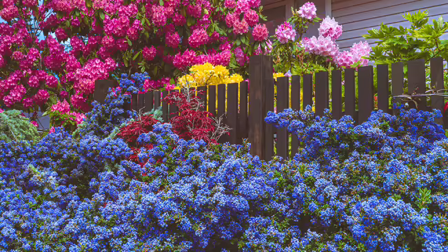 purple and pink flowers